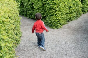 A little boy in blue jeans, athletic shoes, and a red sweatshirt is at a fork in the path in a tall hedge maze.